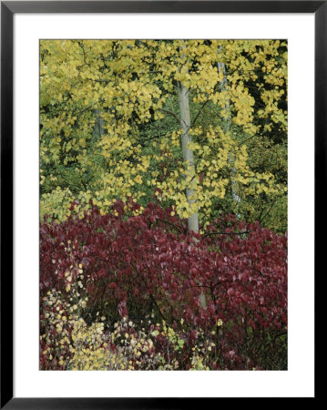 A View Of Quaking Aspen Trees With Fall Foliage Near Ouray by Marc Moritsch Pricing Limited Edition Print image