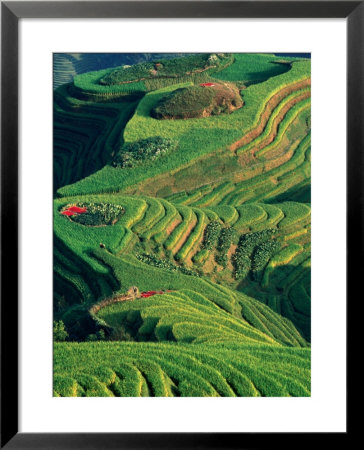 Landscape Of Rice Terraces With Red Peppers Drying In Long Ji, Guangxi, China by Keren Su Pricing Limited Edition Print image