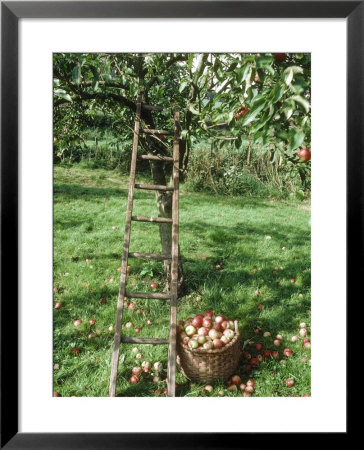 Picking Apples Fruit In Wicker Basket Ladder Against Tree by Linda Burgess Pricing Limited Edition Print image