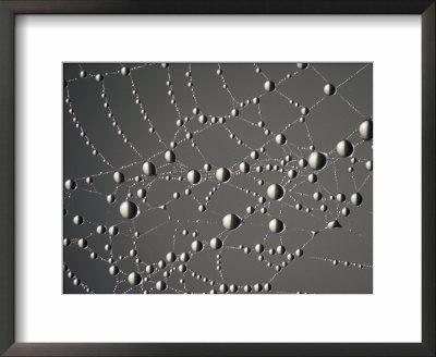 Spider Web And Dew Drops, National Bison Range, Montana, Usa by Darrell Gulin Pricing Limited Edition Print image