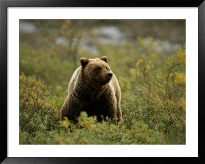 A Grizzly Bear Sniffs The Wind by Paul Nicklen Pricing Limited Edition Print image
