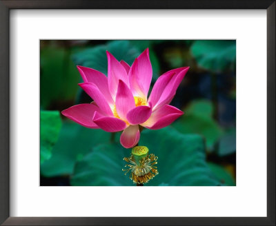 Lotus Flower, Indonesia by Paul Beinssen Pricing Limited Edition Print image