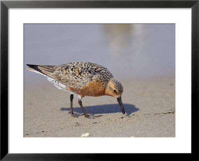Red Knot Sandpiper Eating Horseshoe Crab Eggs by Steve Winter Pricing Limited Edition Print image