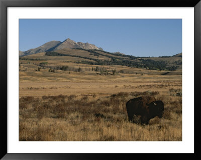 An American Bison Standing In A Prairie by Tom Murphy Pricing Limited Edition Print image