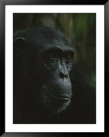 Portrait Of Chimpanzee In The Mahale Mountains National Park by Michael Nichols Pricing Limited Edition Print image
