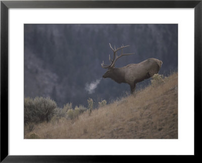 Elk Or Wapiti Bull On A Hillside In Yellowstone National Park by Raymond Gehman Pricing Limited Edition Print image