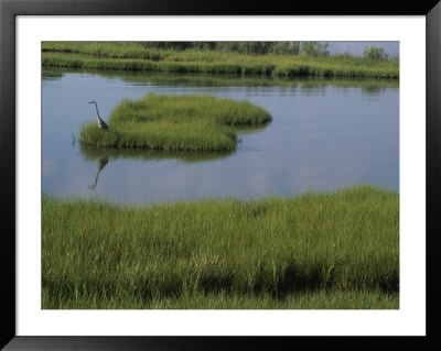 A Heron In The Marsh Near Fenwick Island, Delaware by Stacy Gold Pricing Limited Edition Print image