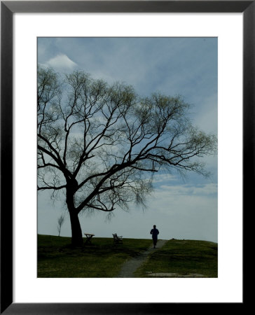 Jogger Runs Along A Path Past A Weeping Willow Tree by Todd Gipstein Pricing Limited Edition Print image