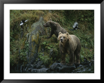 A Pair Of Grizzly Bears Spook Some Birds At Waters Edge by Karen Kasmauski Pricing Limited Edition Print image