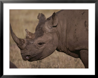 A Close View Of The Head Of A White Rhinoceros by Jodi Cobb Pricing Limited Edition Print image