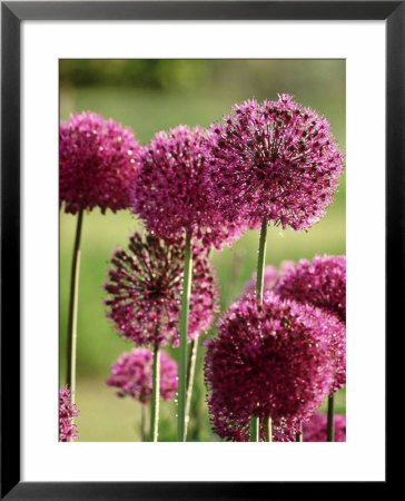Allium Hollandicum Purple Sensation (Ornamental Onion) by Fiona Mcleod Pricing Limited Edition Print image