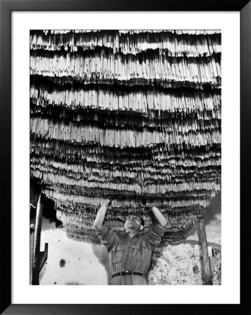 Worker At Pasta Factory Inspecting Spaghetti In Drying Room by Alfred Eisenstaedt Pricing Limited Edition Print image