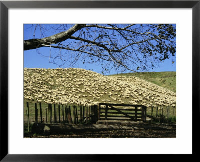 Sheep Brought In For Shearing, Tautane Station, North Island, New Zealand by Adrian Neville Pricing Limited Edition Print image