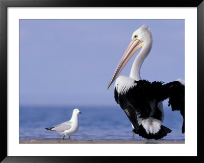 Australian Pelican And Gull On Beach, Shark Bay Marine Park, Australia by Theo Allofs Pricing Limited Edition Print image