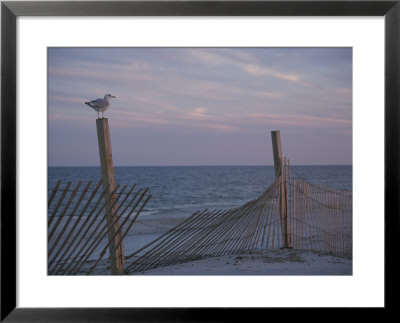 A Seagull Pauses Momentarily On A Wooden Fence Used For Dune Control by Stacy Gold Pricing Limited Edition Print image