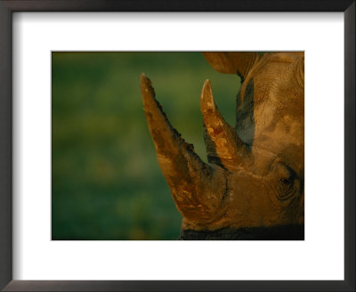Close View Of The Two Horns On A Southern Black Rhinoceros by Joel Sartore Pricing Limited Edition Print image