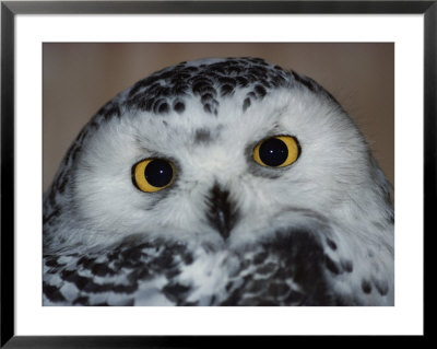Portrait Of A Snowy Owl by Paul Nicklen Pricing Limited Edition Print image