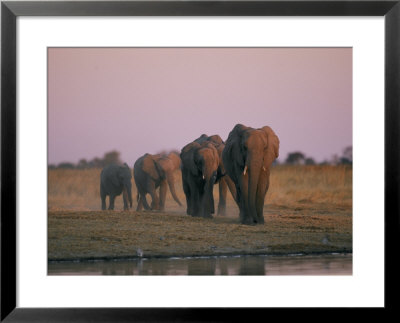 Elephants Roam The Plains Of Moremi Game Reserve by Chris Johns Pricing Limited Edition Print image