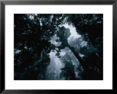 Central American Cloud Forest, Home Of The Resplendent Quetzal Bird by Steve Winter Pricing Limited Edition Print image