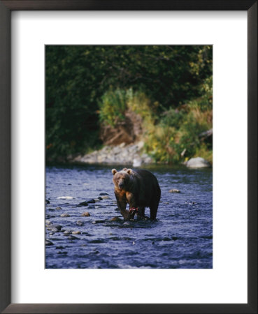 A Kodiak Brown Bear Hunts For Fish by George F. Mobley Pricing Limited Edition Print image