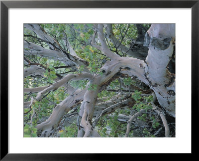 Texas Madrone Tree Limbs (Arbutus Texana) by Michael Melford Pricing Limited Edition Print image