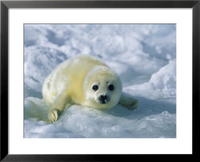 A Gray Seal Pup Stares Directly At The Camera by Norbert Rosing Pricing Limited Edition Print image