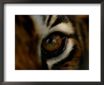 Close-Up Of The Eye Of A Captive Bengal Tiger by Michael Nichols Pricing Limited Edition Print image