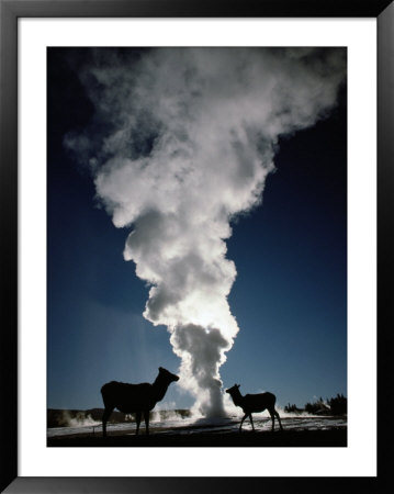 A Cow And Calf Elk Stand Near Old Faithful by Raymond Gehman Pricing Limited Edition Print image