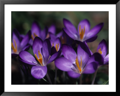 Close View Of Purple African Violets, Washington, D.C. by Stacy Gold Pricing Limited Edition Print image