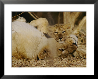 Female Asian Lion With Cub by Mattias Klum Pricing Limited Edition Print image