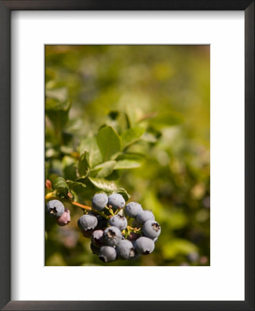 Blueberry Farm, Skagit County, Washington, Usa by Michele Westmorland Pricing Limited Edition Print image