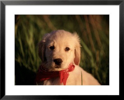 Eight-Week-Old Golden Retriever Puppy by Frank Siteman Pricing Limited Edition Print image
