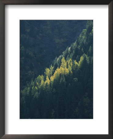 A View Of Evergreen And Quaking Aspen Trees Near Ouray by Marc Moritsch Pricing Limited Edition Print image