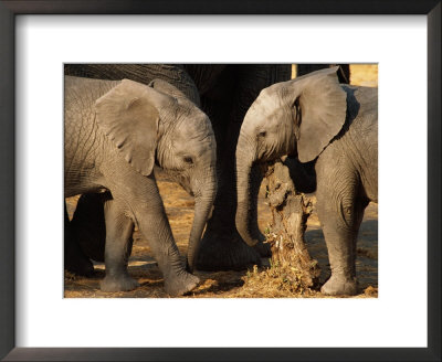 Two Two-Year-Old African Elephant Calves Rubbing Against A Stump After A Mud Bath by Beverly Joubert Pricing Limited Edition Print image