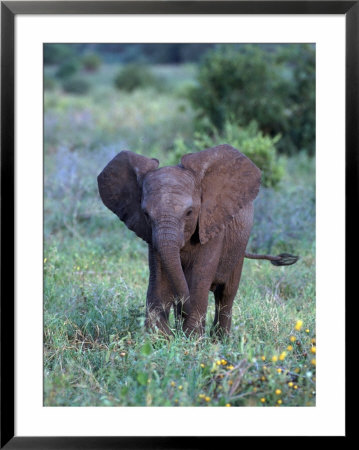 African Baby Elephant, Luxodonta Africana, Tanzania by Robert Franz Pricing Limited Edition Print image