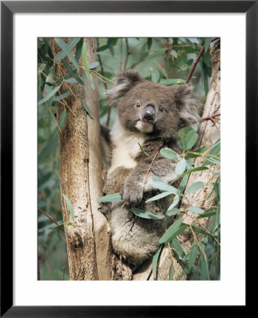 Koala Bear, Phascolarctos Cinereus, Among Eucalypt Leaves, South Australia, Australia by Ann & Steve Toon Pricing Limited Edition Print image