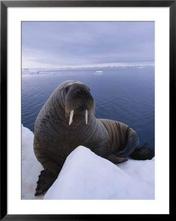 A Portrait Of An Atlantic Walrus by Paul Nicklen Pricing Limited Edition Print image