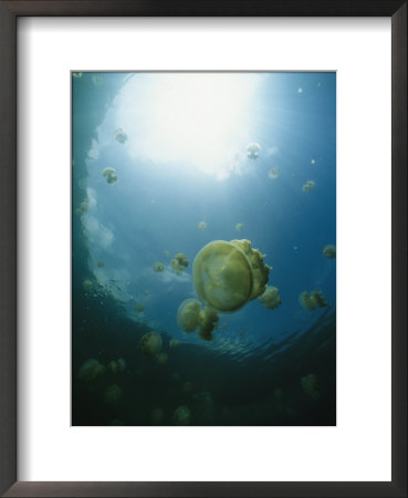 Sunlight Streaming Through Seawater Filled With Jellyfish by Heather Perry Pricing Limited Edition Print image