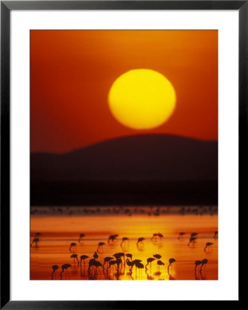 Flock Of Lesser Flamingos Reflected In Water At Sunrise, Amboseli National Park, Kenya by Arthur Morris Pricing Limited Edition Print image