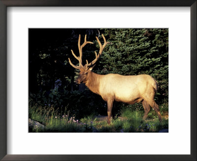 Bull Roosevelt Elk At Sunrise Picnic Area, Mt. Rainier National Park, Washington, Usa by Jamie & Judy Wild Pricing Limited Edition Print image