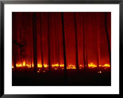 Forest Floor Fire In Teak Plantation, Playa Negra, Costa Rica by Brent Winebrenner Pricing Limited Edition Print image