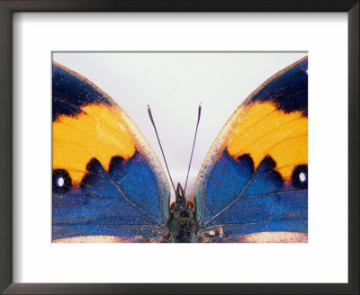 Detail Of A Butterfly Body And Wings, Wolong Ziran Baohuqu, China by Keren Su Pricing Limited Edition Print image