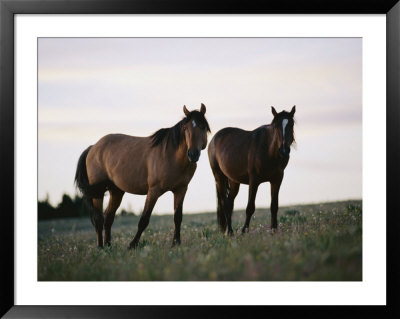 Two Wild Horses Walk Across A Meadow In The Bighorn Canyon National Recreation Area by Raymond Gehman Pricing Limited Edition Print image