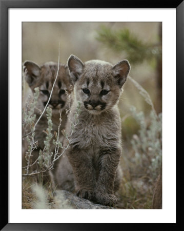 Pair Of Eight-Week-Old Cougar Kittens by Jim And Jamie Dutcher Pricing Limited Edition Print image