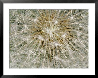 Close-Up Of A Common Dandelion by Brian Gordon Green Pricing Limited Edition Print image