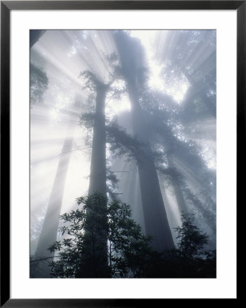 Sun Rays Through Redwood Trees, Ca by Inga Spence Pricing Limited Edition Print image