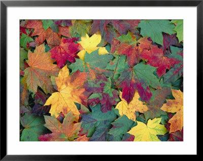 Close-Up Of Bright Yellow Golden Fall Leaves by John Miller Pricing Limited Edition Print image