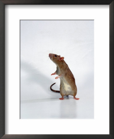 Domestic Rats At Play by Steimer Pricing Limited Edition Print image