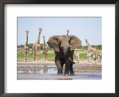 African Elephant, Warning Posture Display At Waterhole With Giraffe, Etosha National Park, Namibia by Tony Heald Pricing Limited Edition Print image
