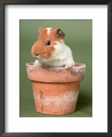 Guinea Pig In Flower Pot by De Meester Pricing Limited Edition Print image